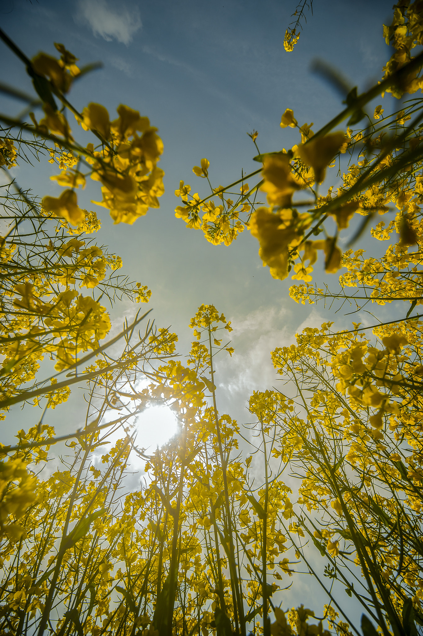 Sigma 12-24mm F4.5-5.6 EX DG Aspherical HSM sample photo