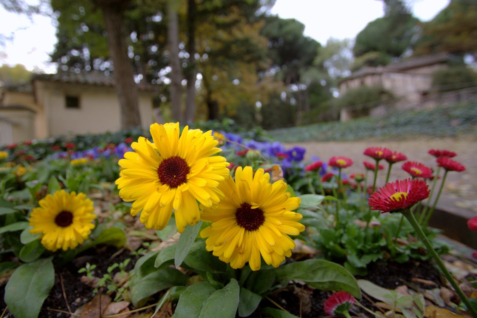Canon EF-S 10-22mm F3.5-4.5 USM sample photo. Flores photography