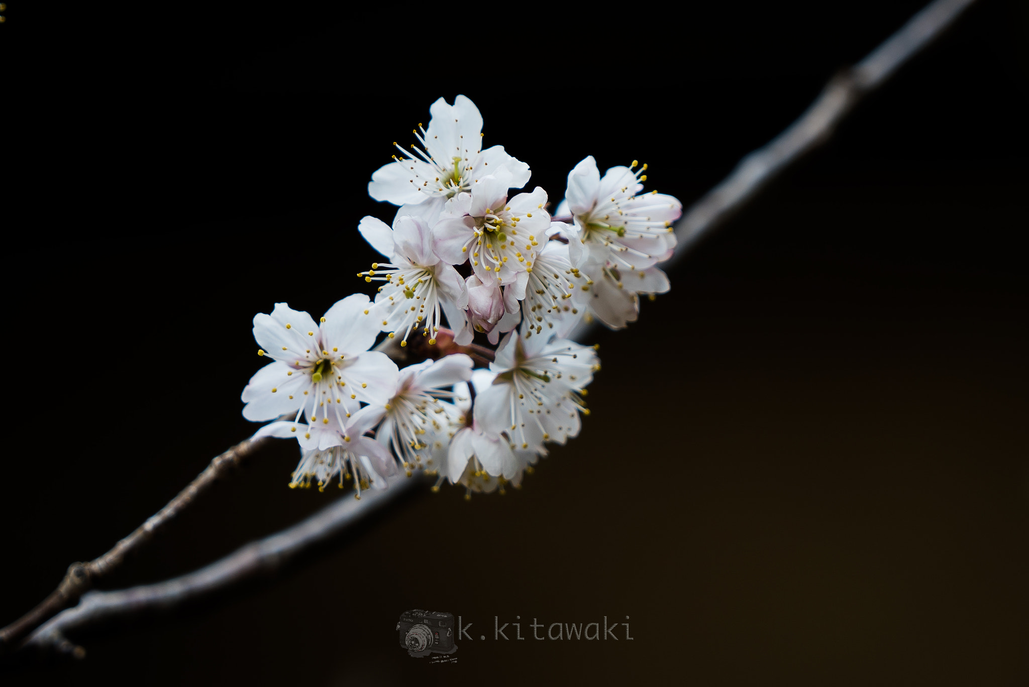 Sony a7S sample photo. Spring comes.２ photography