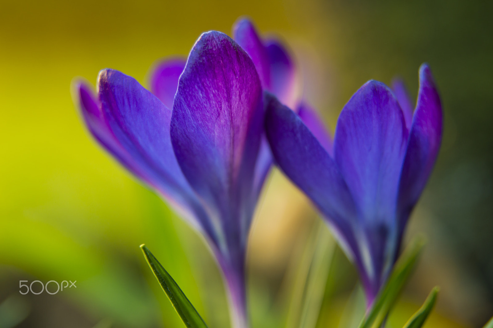 Tamron SP 24-70mm F2.8 Di VC USD sample photo. Crocus photography