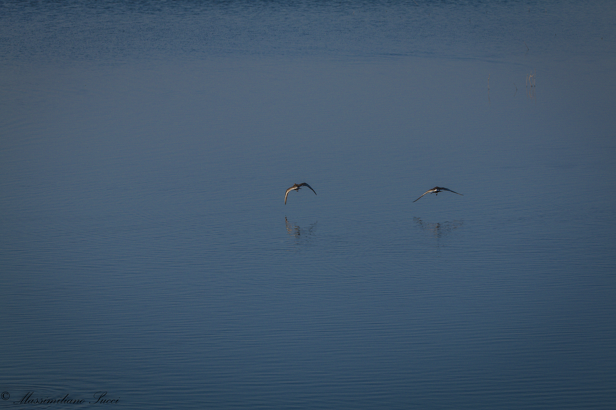 150-600mm F5-6.3 DG OS HSM | Contemporary 015 sample photo. Flight of couples photography