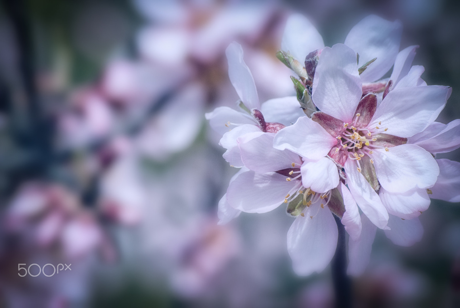 Nikon D3000 sample photo. Flower power. photography