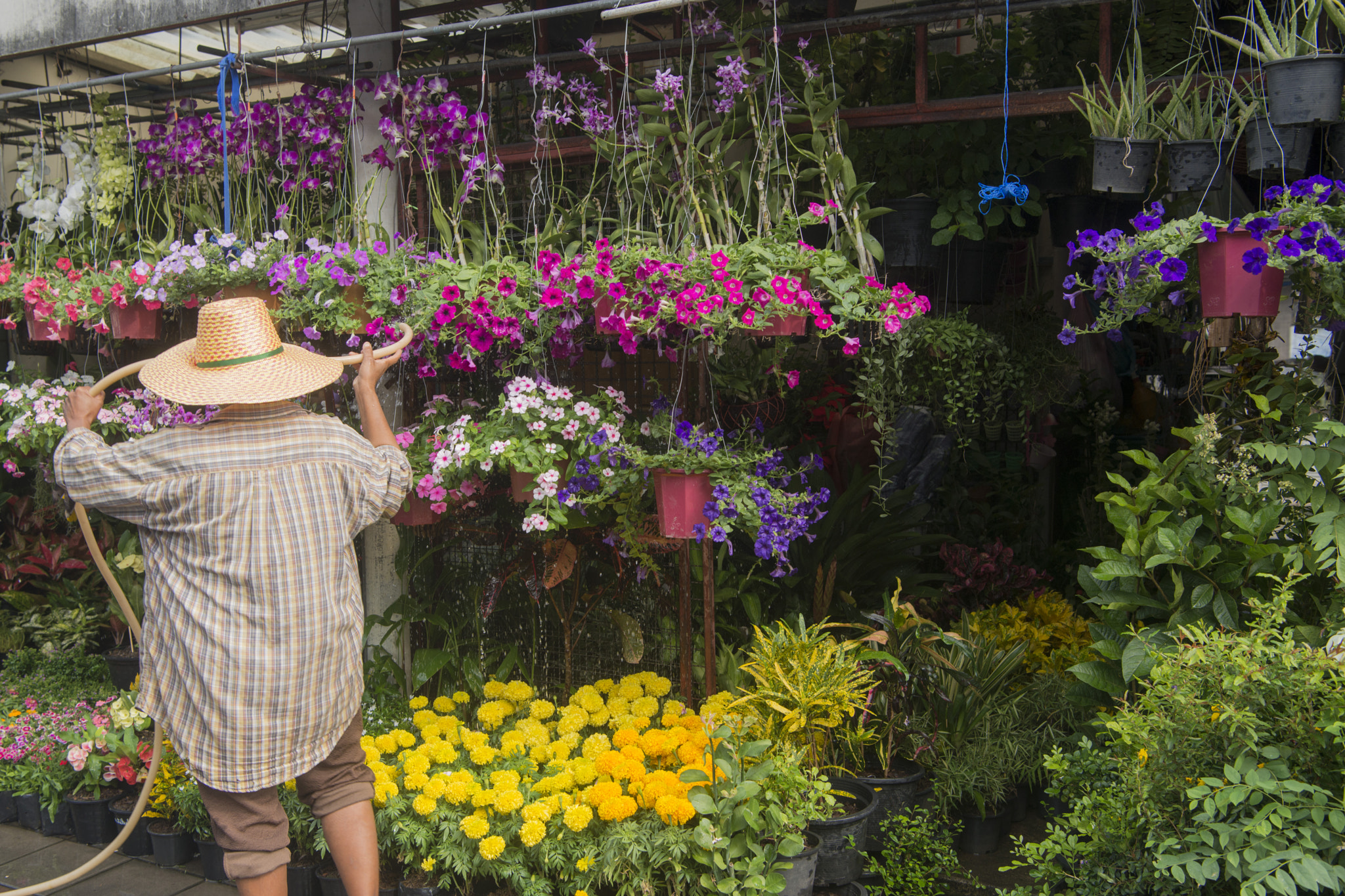 Nikon D800 sample photo. Thailand bangkok thewet flowermarket photography