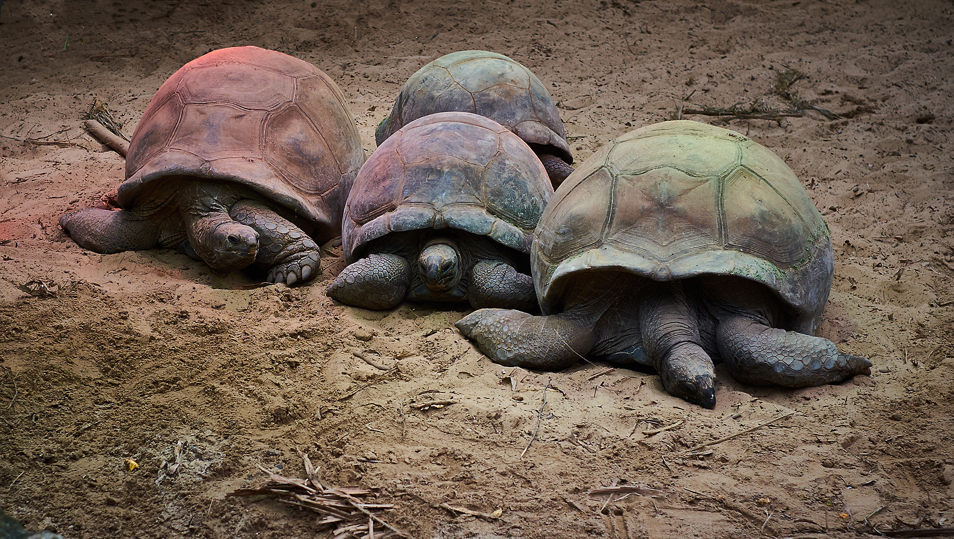 Fujifilm X-Pro1 sample photo. Rainbow turtles photography