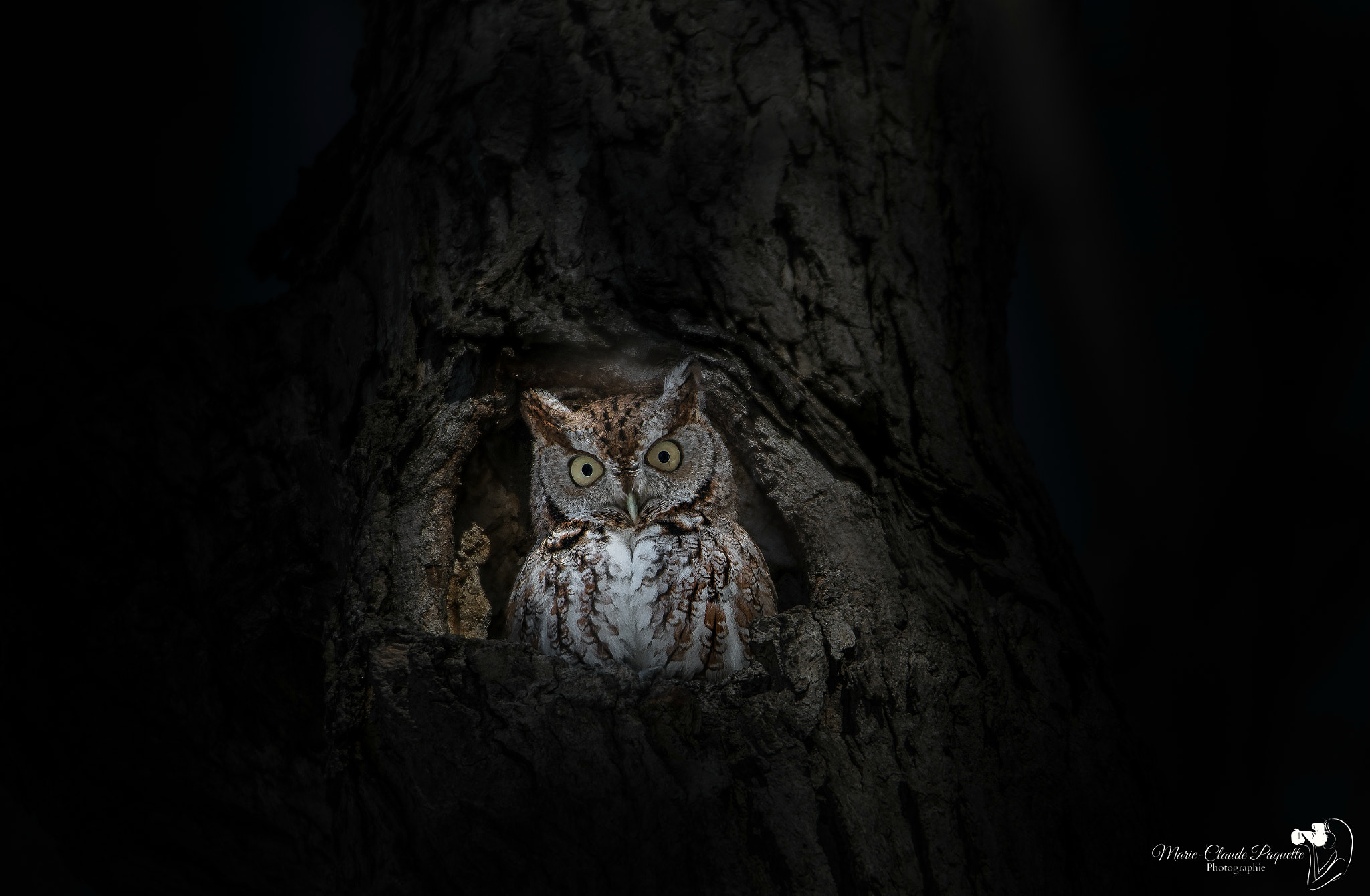 Nikon D500 + Sigma 50mm F2.8 EX DG Macro sample photo. Eye of the night photography