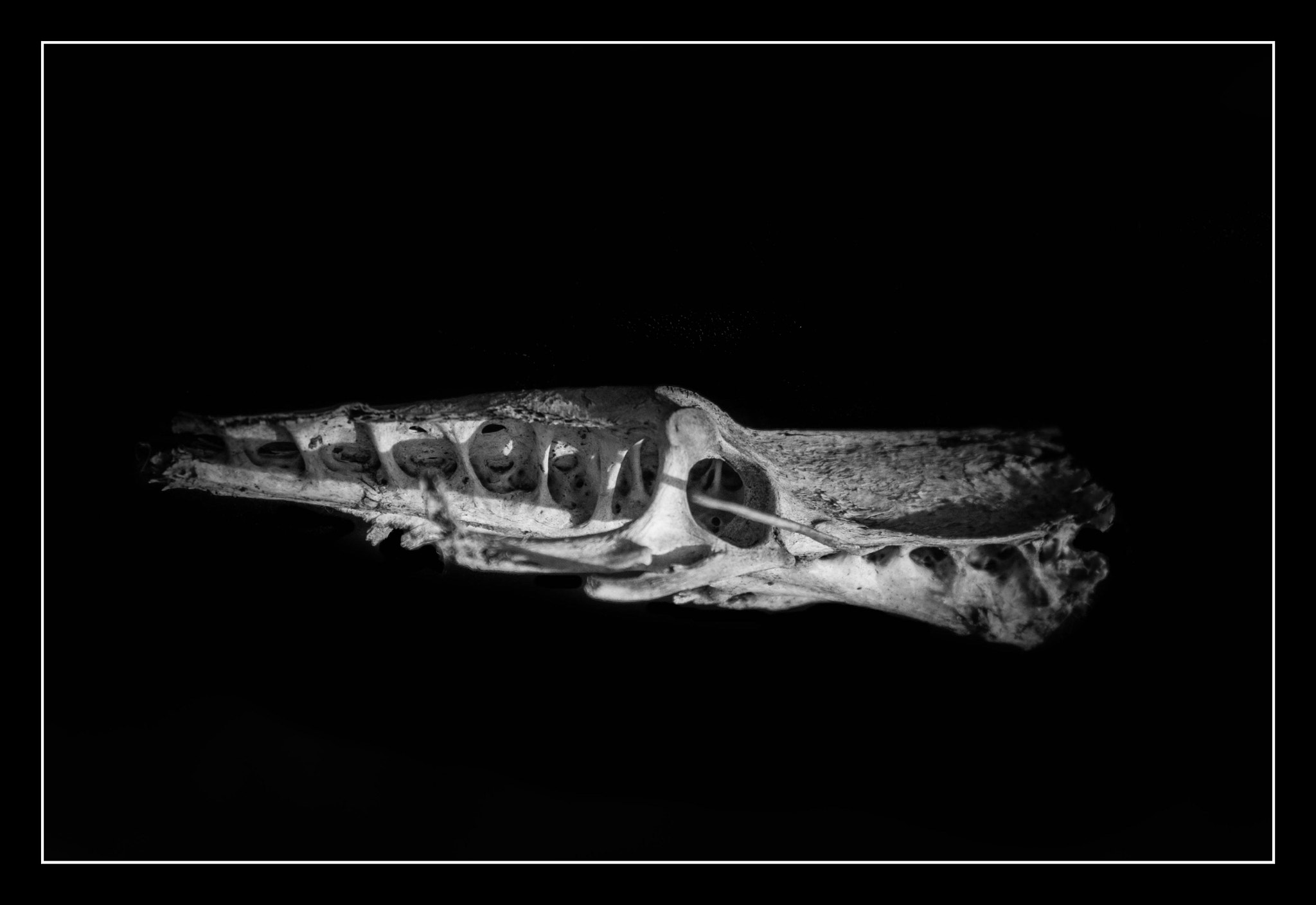 KONICA MINOLTA MAXXUM 7D sample photo. Skeletal remains photography