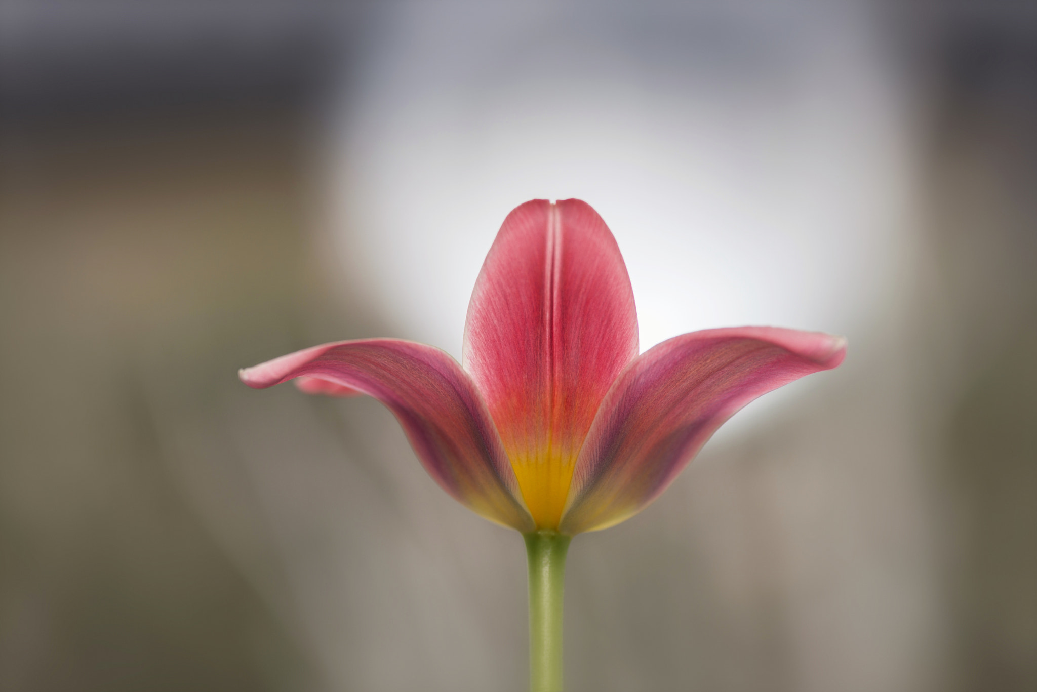 Nikon AF-S Micro-Nikkor 105mm F2.8G IF-ED VR sample photo. Early tulip photography