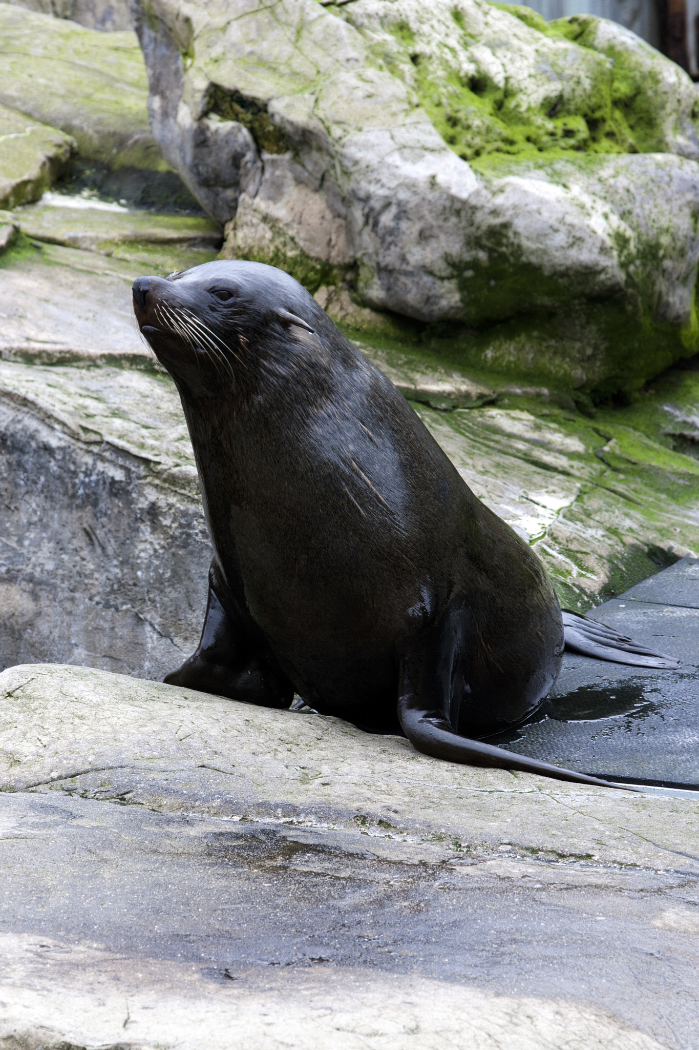 Canon EOS 1000D (EOS Digital Rebel XS / EOS Kiss F) + Canon EF 24-105mm F4L IS USM sample photo. Sea lion photography