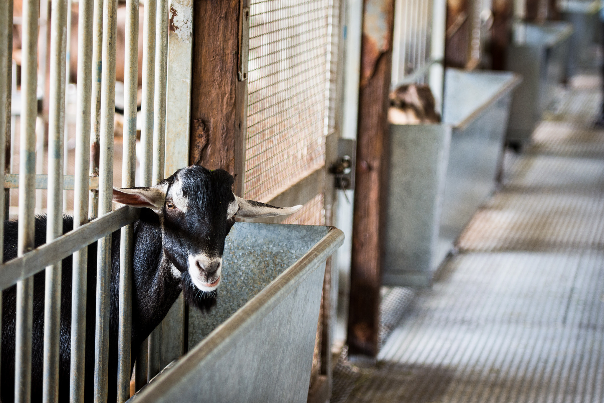 Nikon AF-S Nikkor 70-200mm F2.8G ED VR II sample photo. Goat farm photography