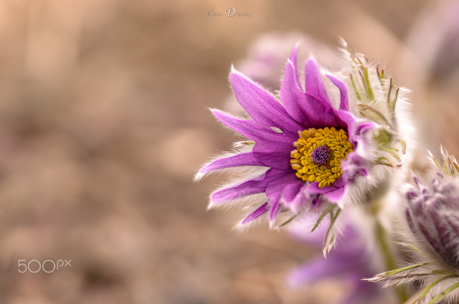 Sigma 105mm F2.8 EX DG OS HSM sample photo. Pulsatilla photography