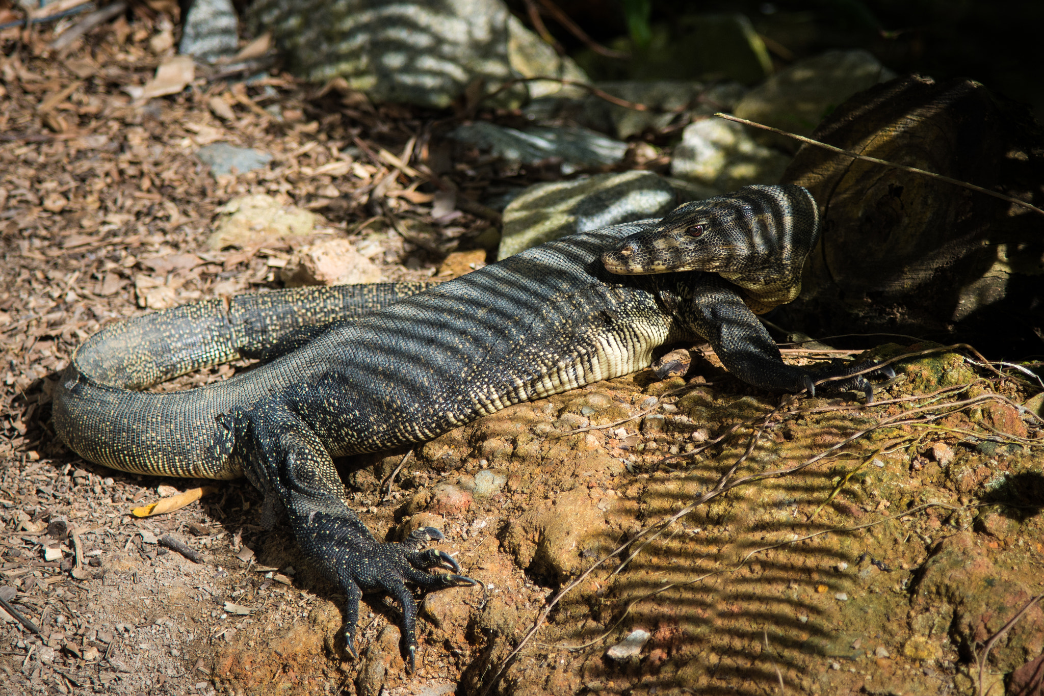 Nikon AF-S Nikkor 24-120mm F4G ED VR sample photo. Reptilia photography