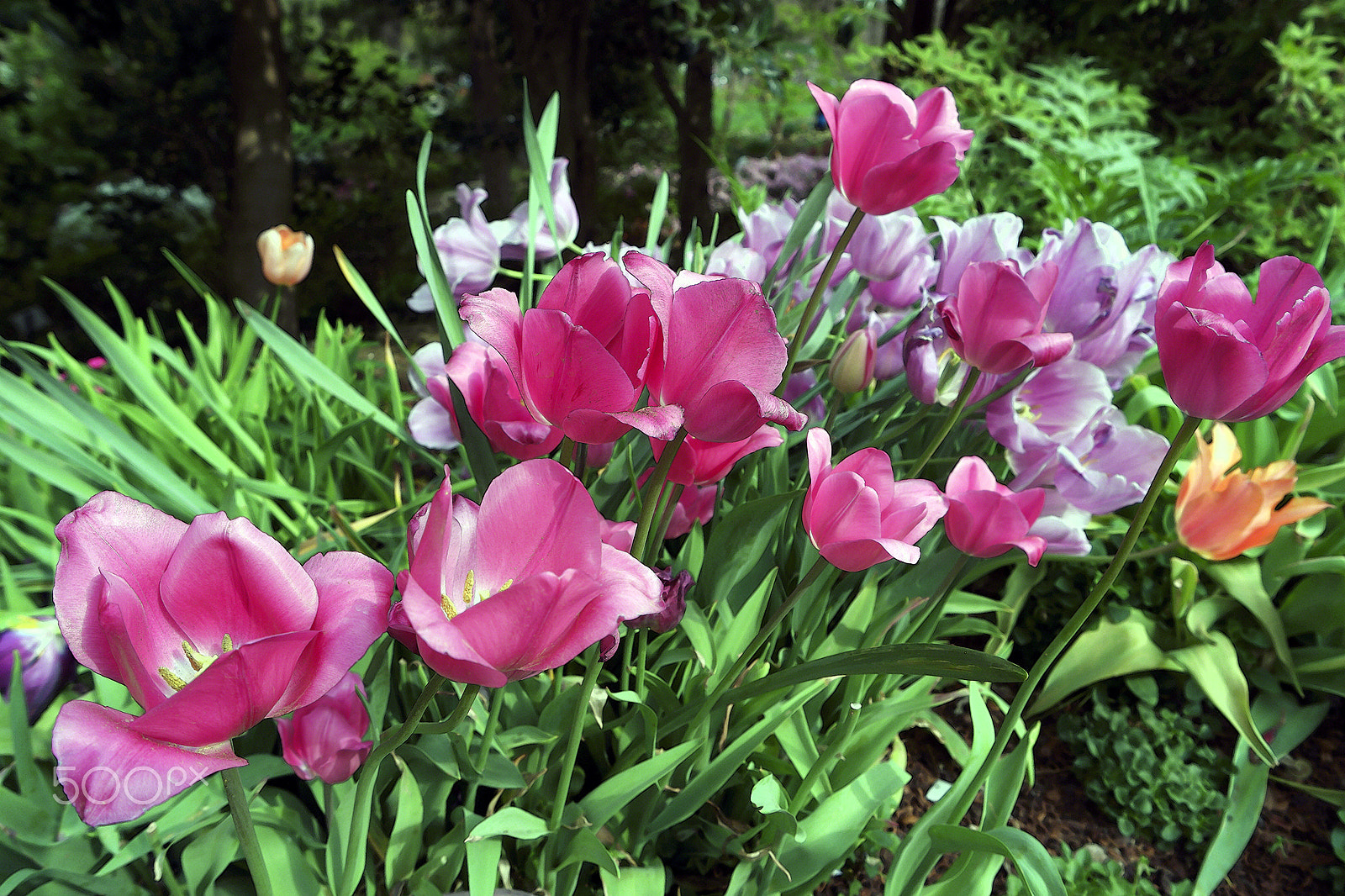 Samsung NX500 + Samsung NX 16-50mm F3.5-5.6 Power Zoom ED OIS sample photo. Tulip spray 2017 photography