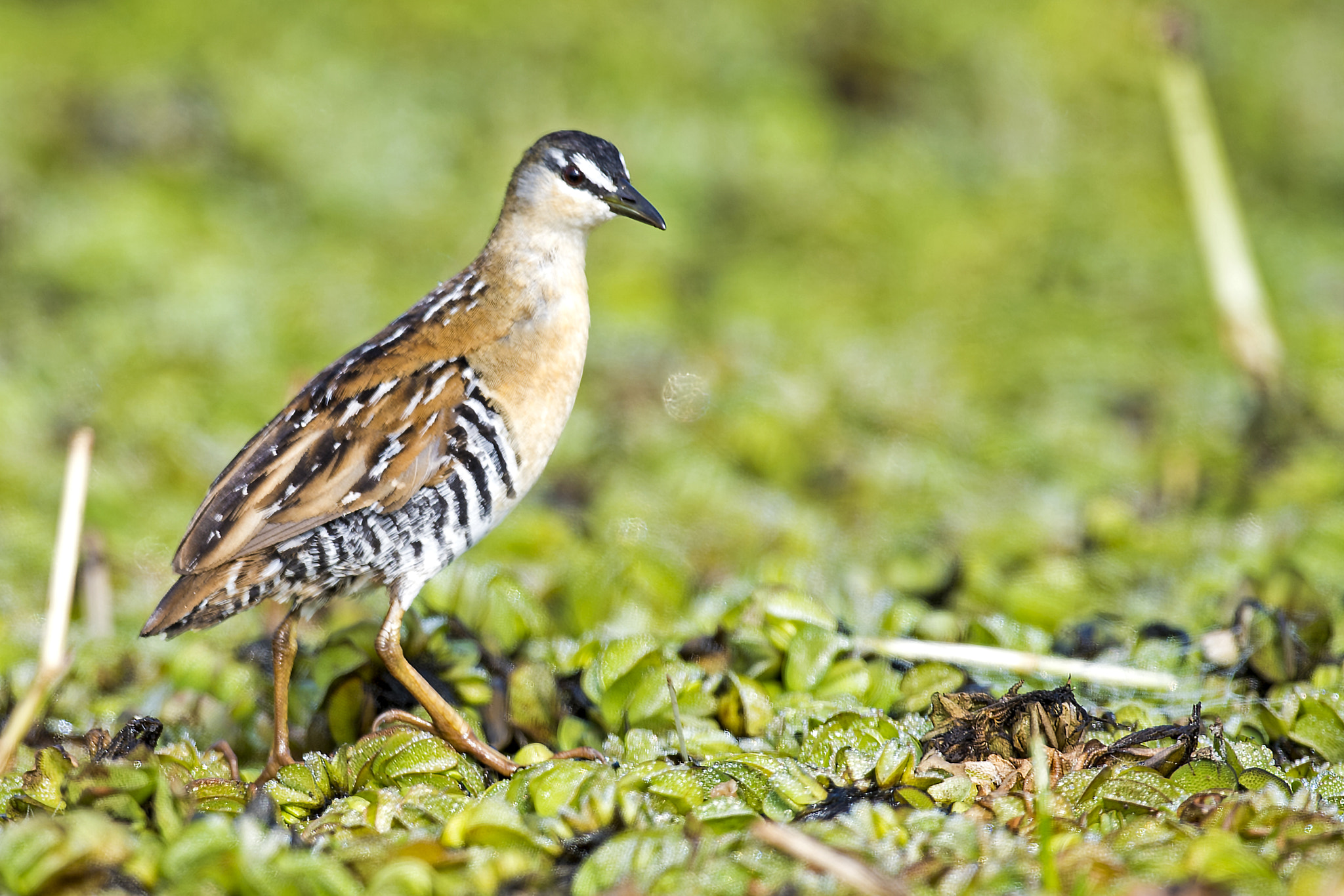 Nikon AF-S Nikkor 800mm F5.6E FL ED VR sample photo. Yellow-breasted crake photography