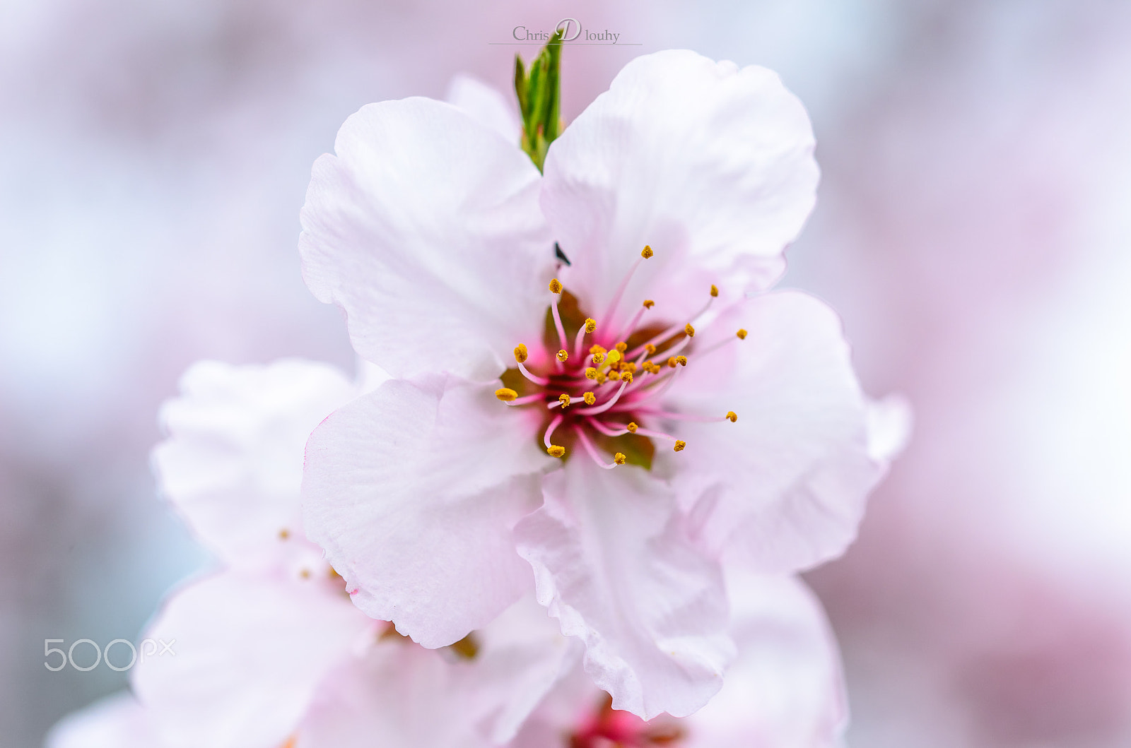 Sigma 105mm F2.8 EX DG OS HSM sample photo. Kirschblüte photography