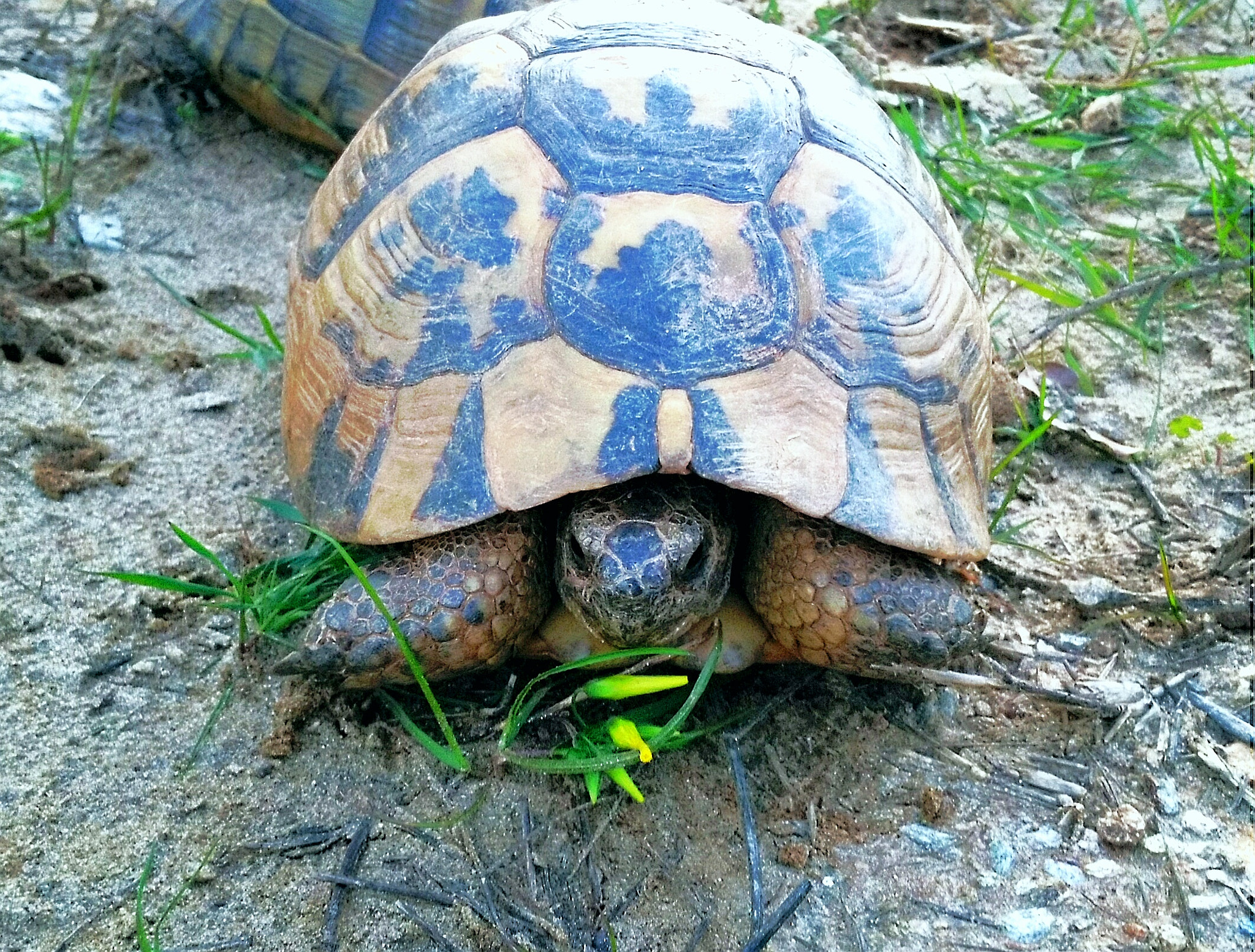 HUAWEI GR5 sample photo