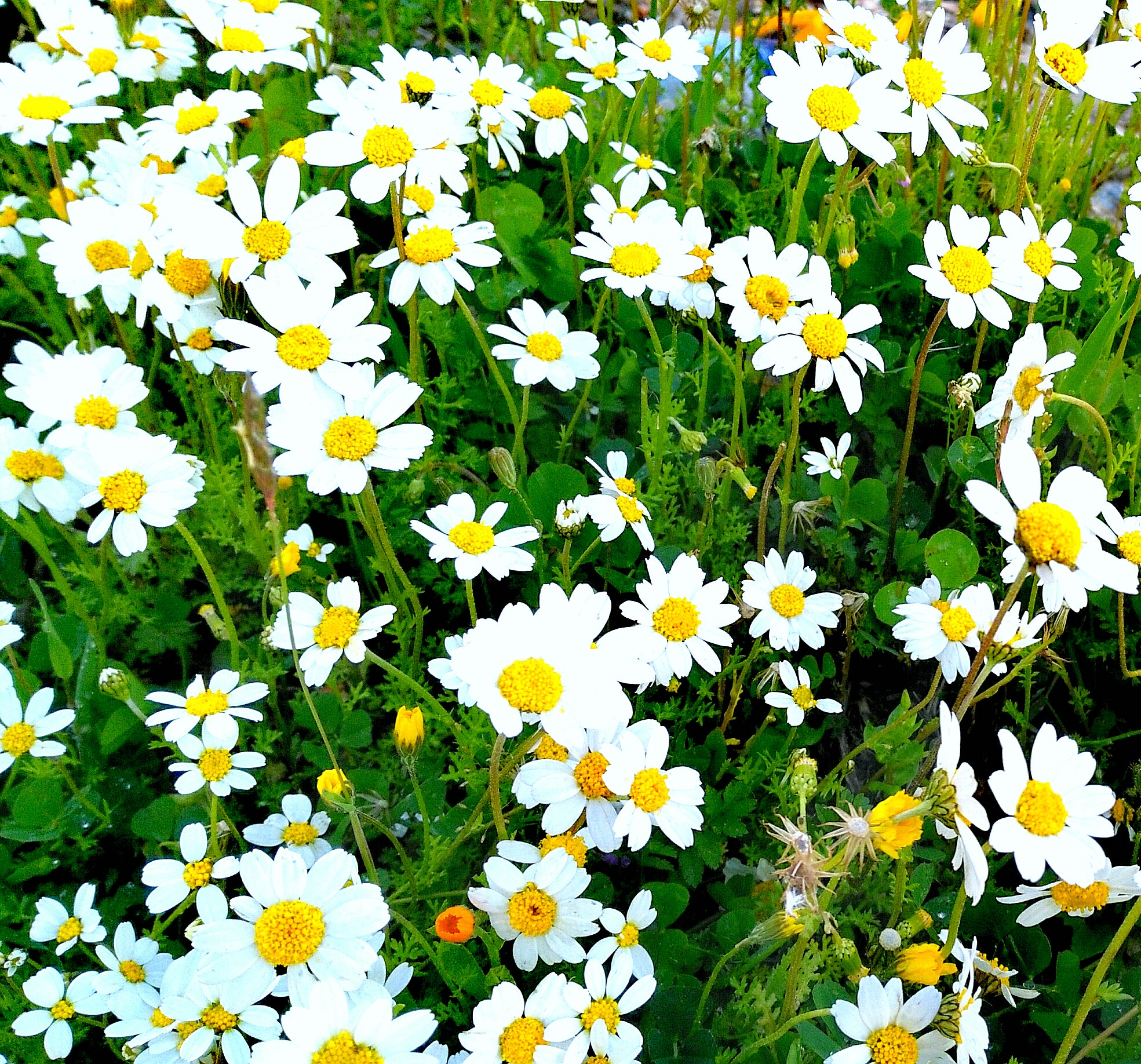 HUAWEI GR5 sample photo