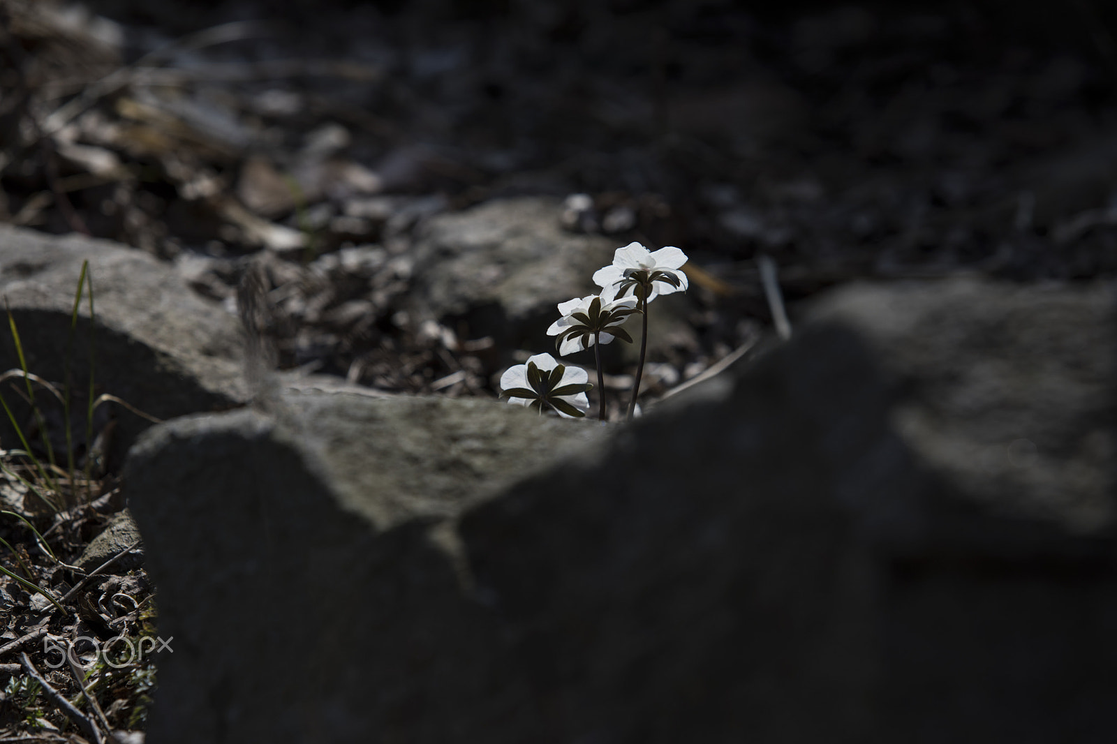 Canon EF 70-200mm F2.8L USM sample photo. Wild flowers photography