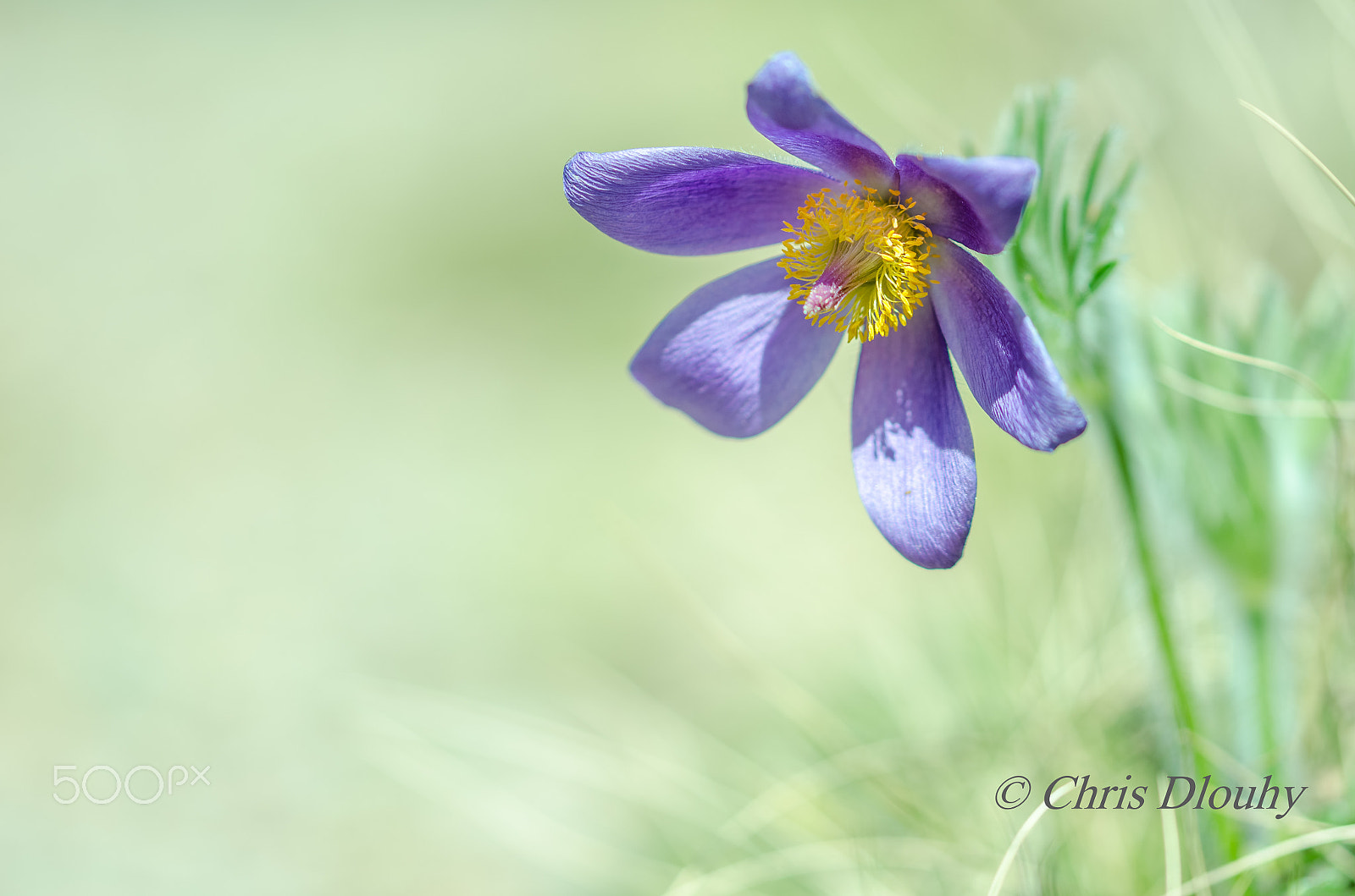 Sigma 105mm F2.8 EX DG OS HSM sample photo. Pulsatilla photography