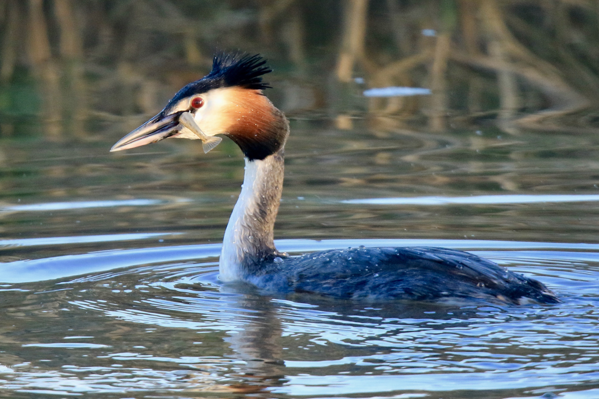 Sigma 150mm f/2.8 EX DG OS HSM APO Macro sample photo. Grebe with a small zander,photo was taken at the culemborg vliet. photography