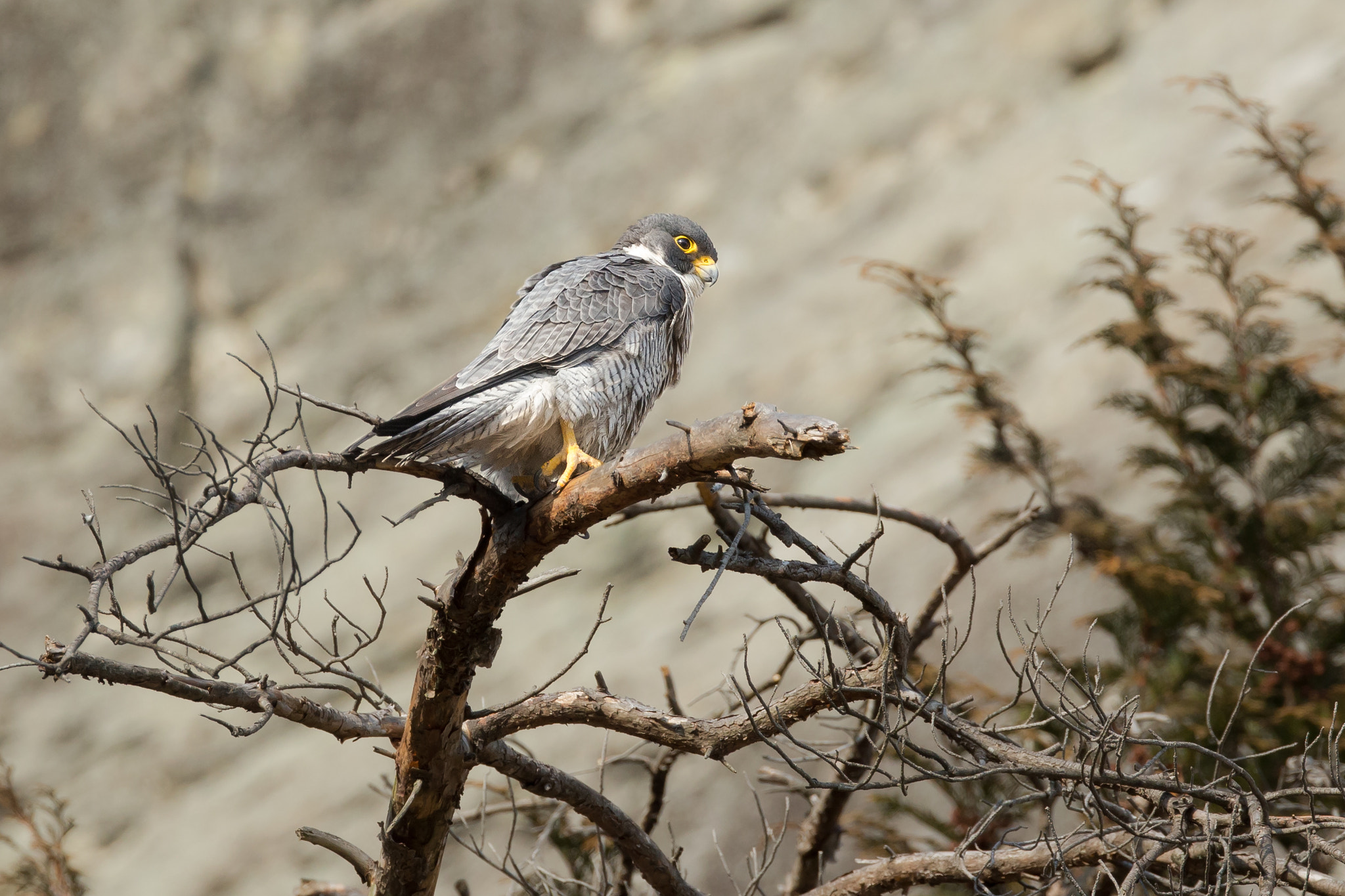 Canon EF 800mm F5.6L IS USM sample photo. 隼 photography