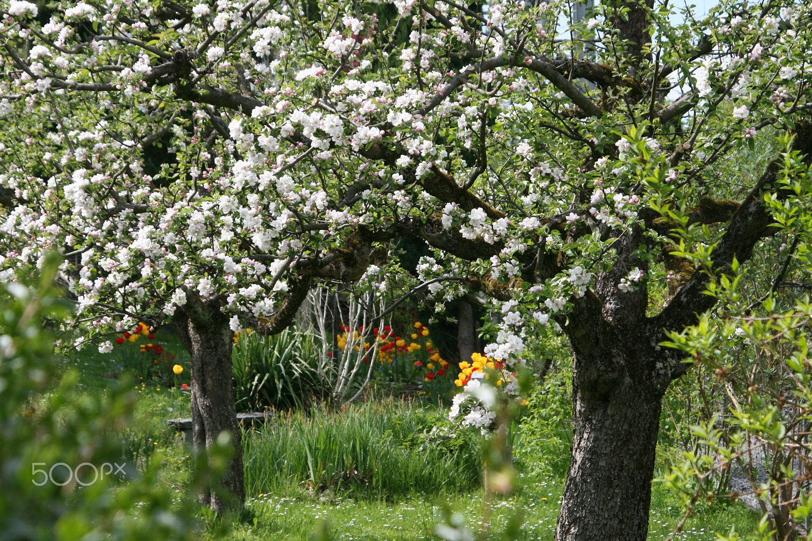 Canon EOS 400D (EOS Digital Rebel XTi / EOS Kiss Digital X) sample photo. Hello spring! photography