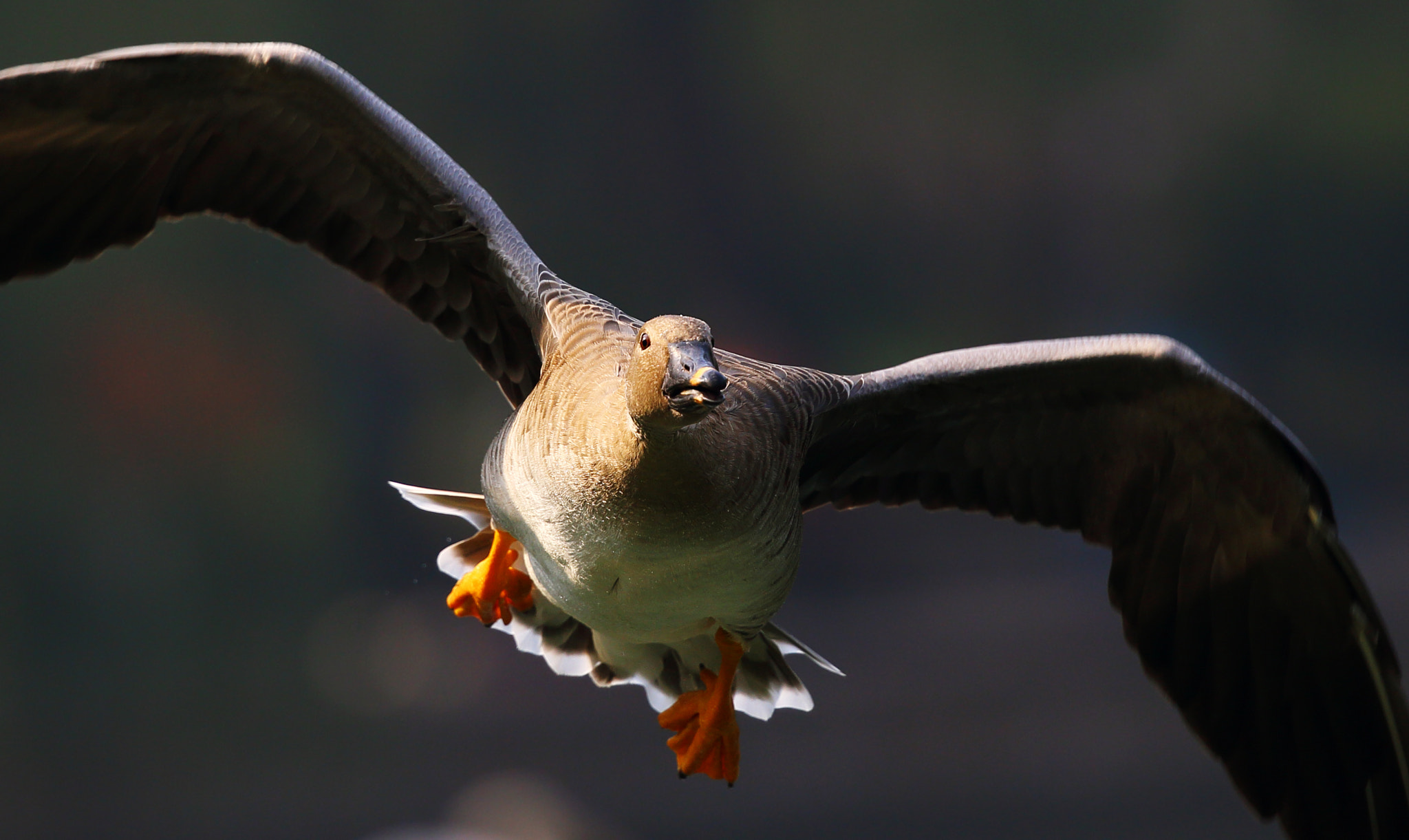 Canon EF 300mm F2.8L IS II USM sample photo. Anser fabalis photography
