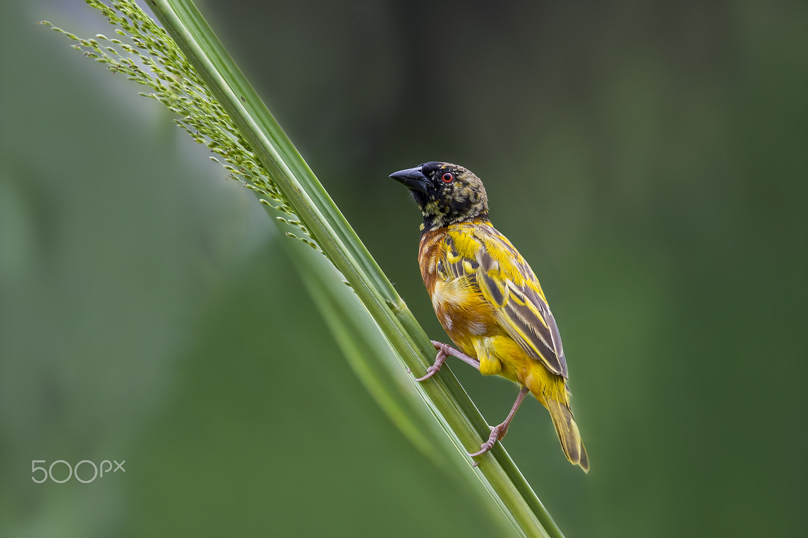 Nikon D4 + Nikon AF-S Nikkor 600mm F4E FL ED VR sample photo. Golden-backed weaver (jv-m) photography