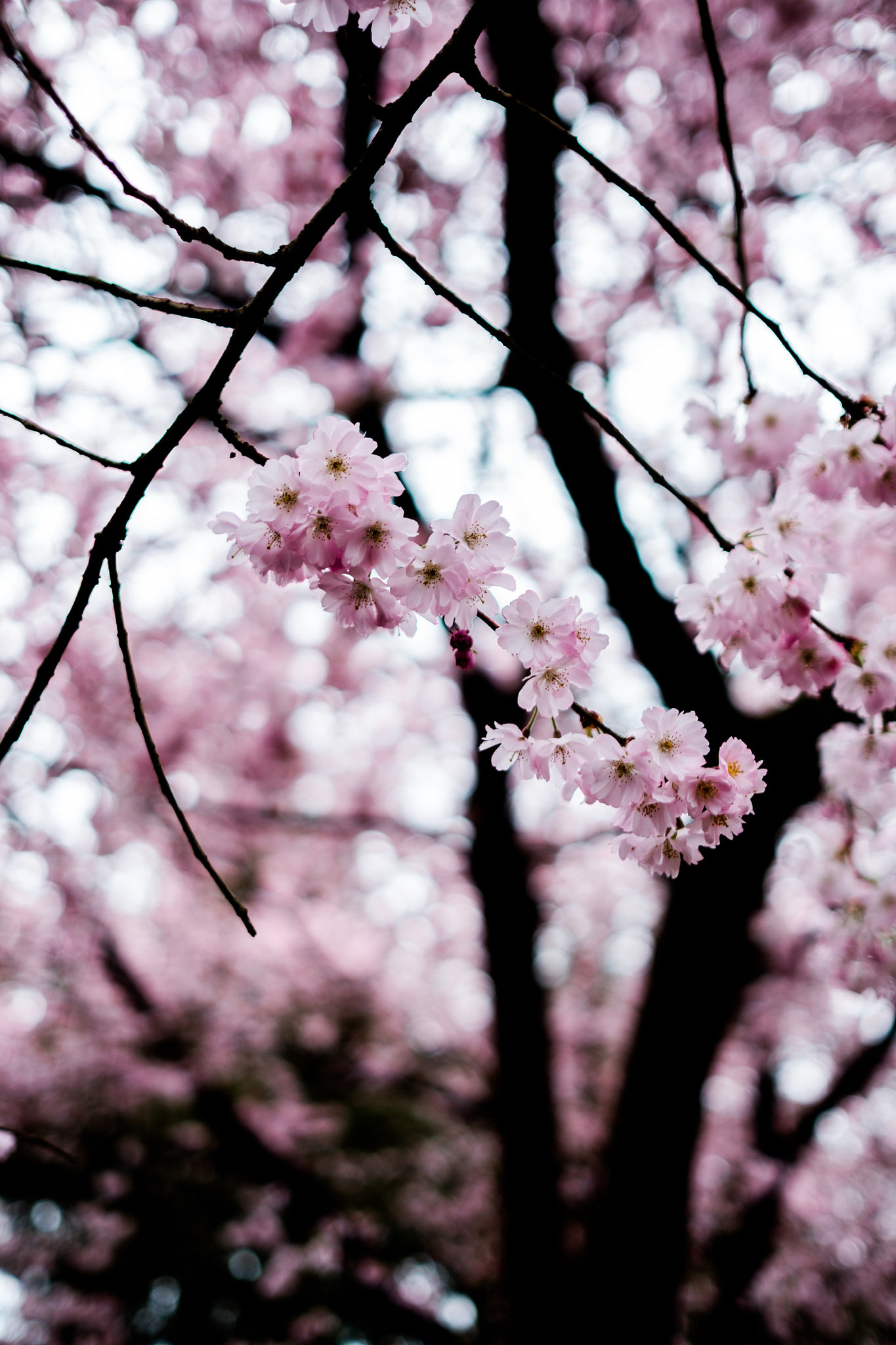 Fujifilm XF 23mm F1.4 R sample photo. The only way to live and love photography