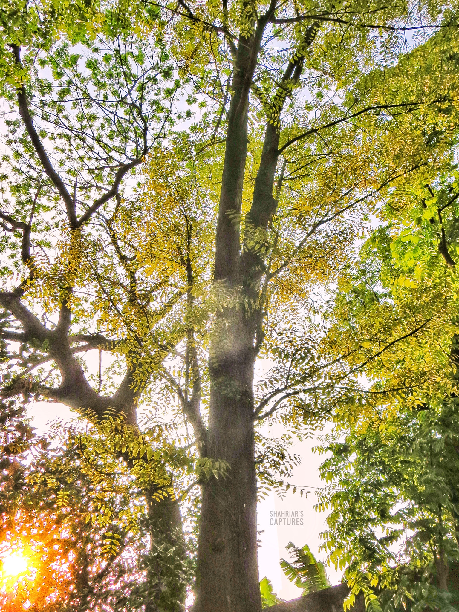 Canon PowerShot ELPH 330 HS (IXUS 255 HS / IXY 610F) sample photo. Sun before tree photography