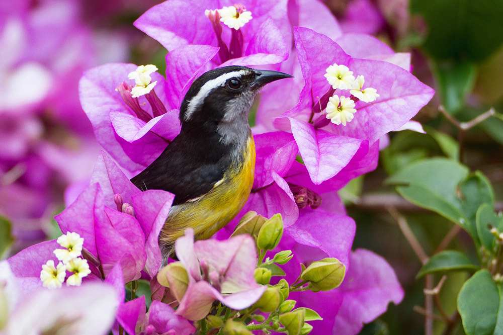 Canon EF 500mm F4L IS USM sample photo. Bananaquit photography