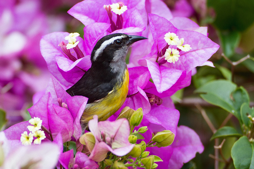 Canon EOS 7D sample photo. Bananaquit photography