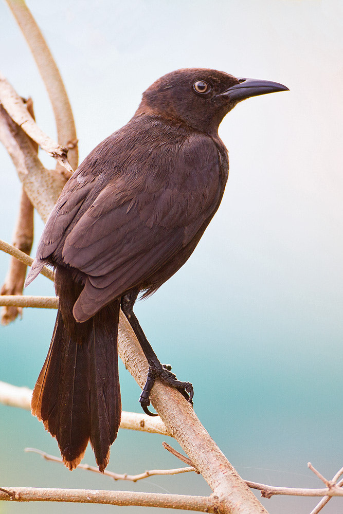 Canon EOS 7D + Canon EF 500mm F4L IS USM sample photo. Carib grackle photography
