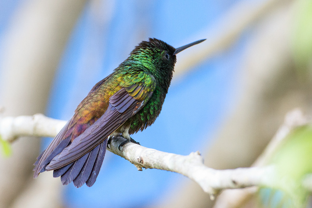 Canon EOS 7D + Canon EF 500mm F4L IS USM sample photo. Copper-rumped hummingbird photography