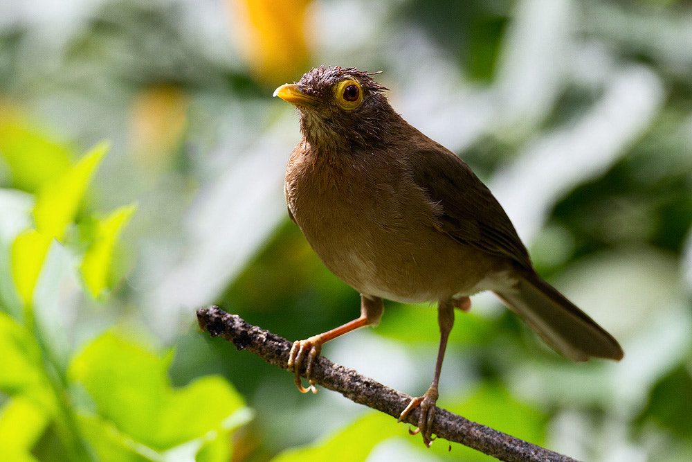 Canon EOS 7D + Canon EF 500mm F4L IS USM sample photo. Bare-eyed thrush photography