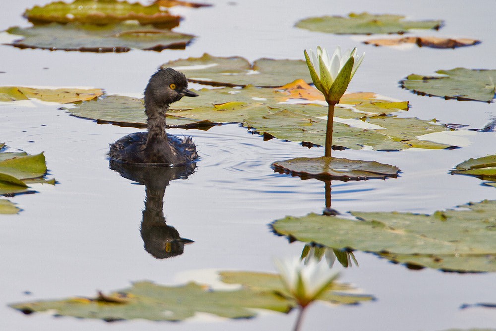 Canon EOS 7D + Canon EF 500mm F4L IS USM sample photo. Least grebe photography