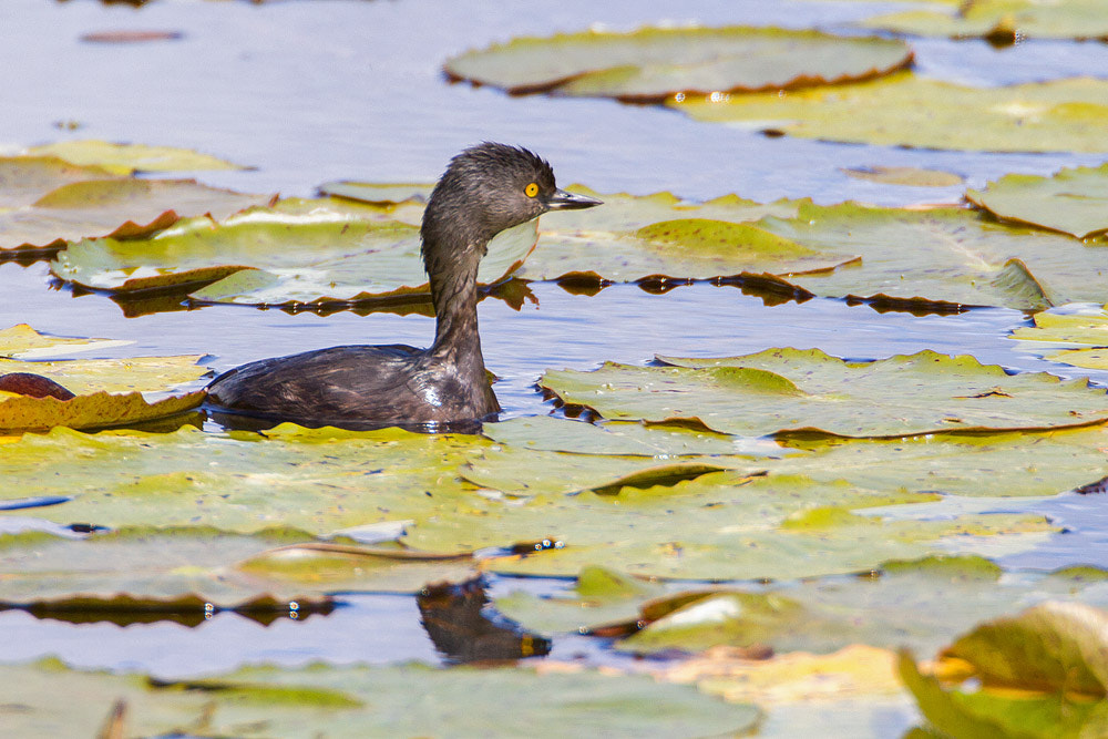 Canon EOS 7D + Canon EF 500mm F4L IS USM sample photo. Least grebe photography