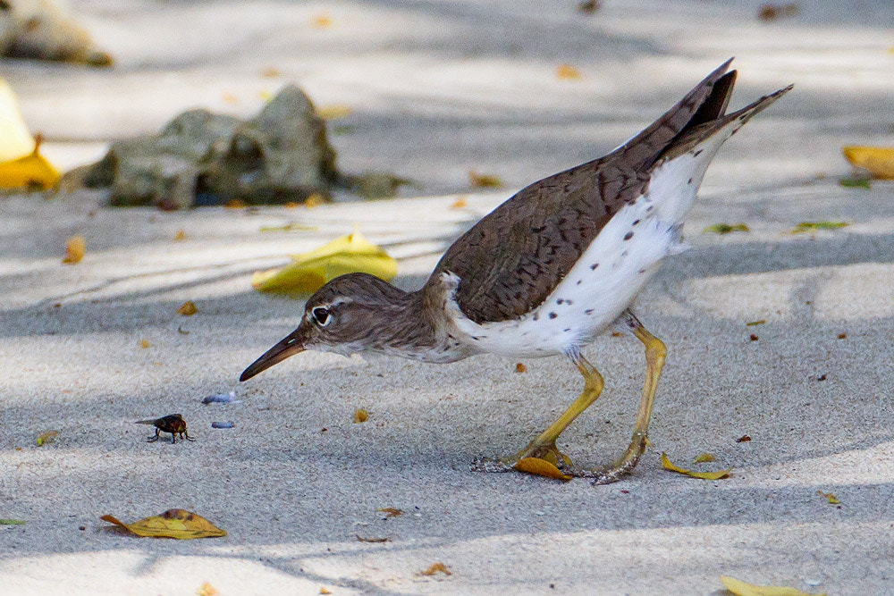 Canon EOS 7D + Canon EF 500mm F4L IS USM sample photo. Spotted sandpiper photography