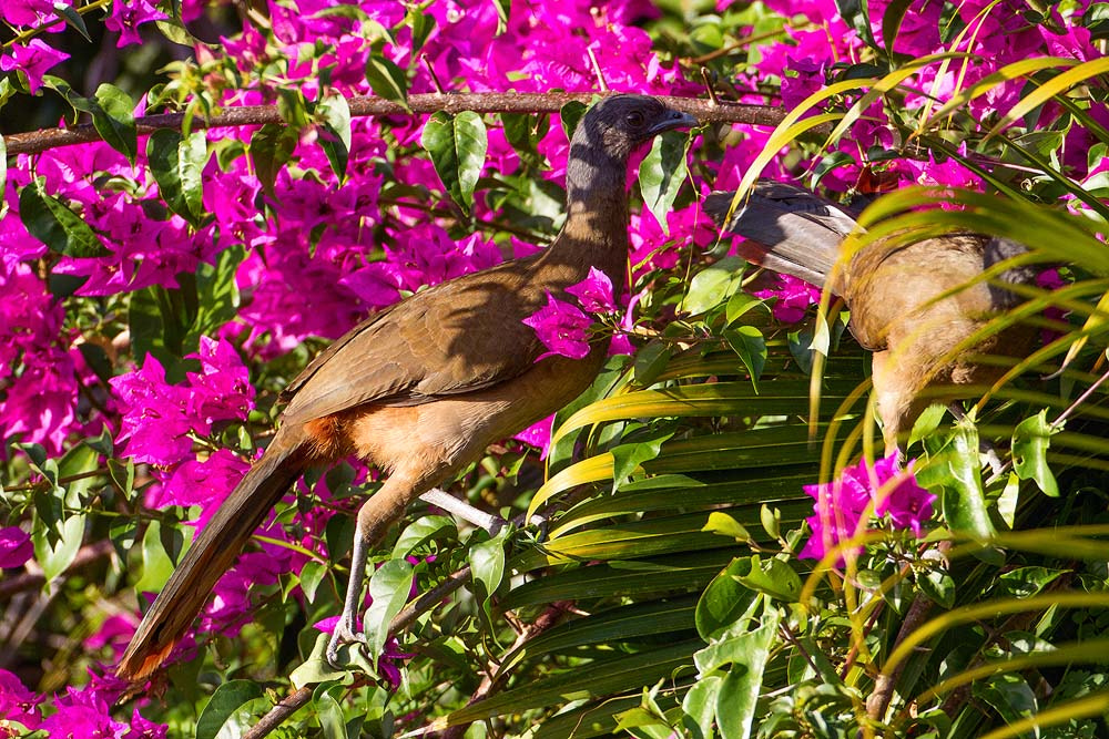 Canon EOS 7D + Canon EF 500mm F4L IS USM sample photo. Rufous-vented chachalaca photography