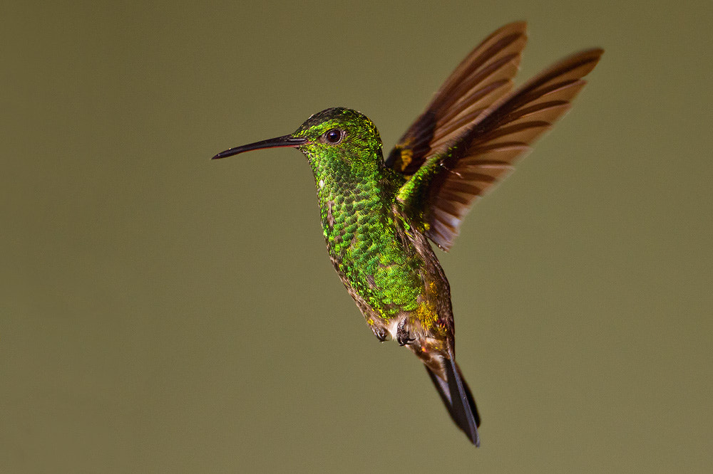Canon EOS 7D sample photo. Copper-rumped hummingbird photography