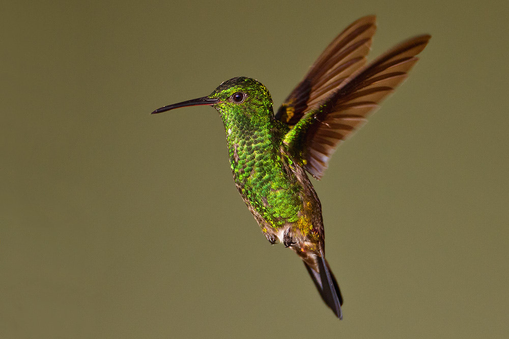 Canon EF 500mm F4L IS USM sample photo. Copper-rumped hummingbird photography