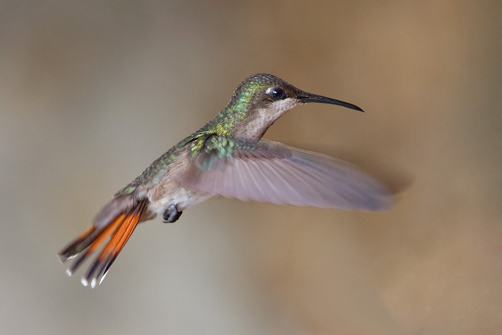 Canon EOS 7D + Canon EF 500mm F4L IS USM sample photo. Black-throated mango photography