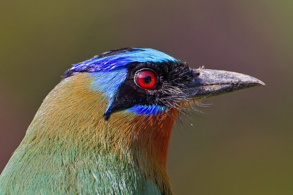 Canon EOS 7D sample photo. Blue-crowned motmot photography