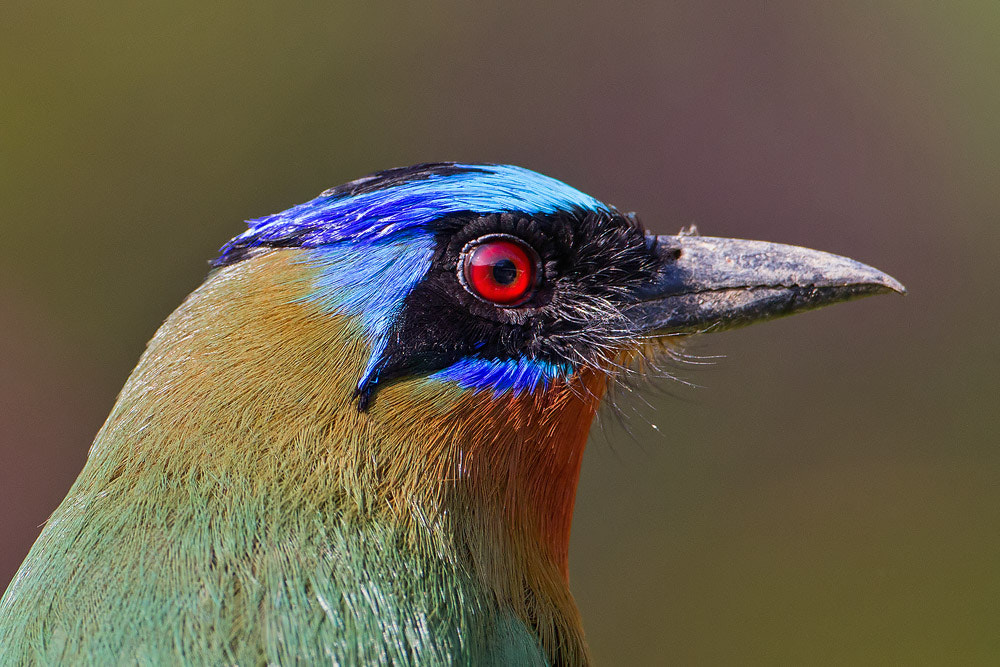 Canon EF 500mm F4L IS USM sample photo. Blue-crowned motmot photography