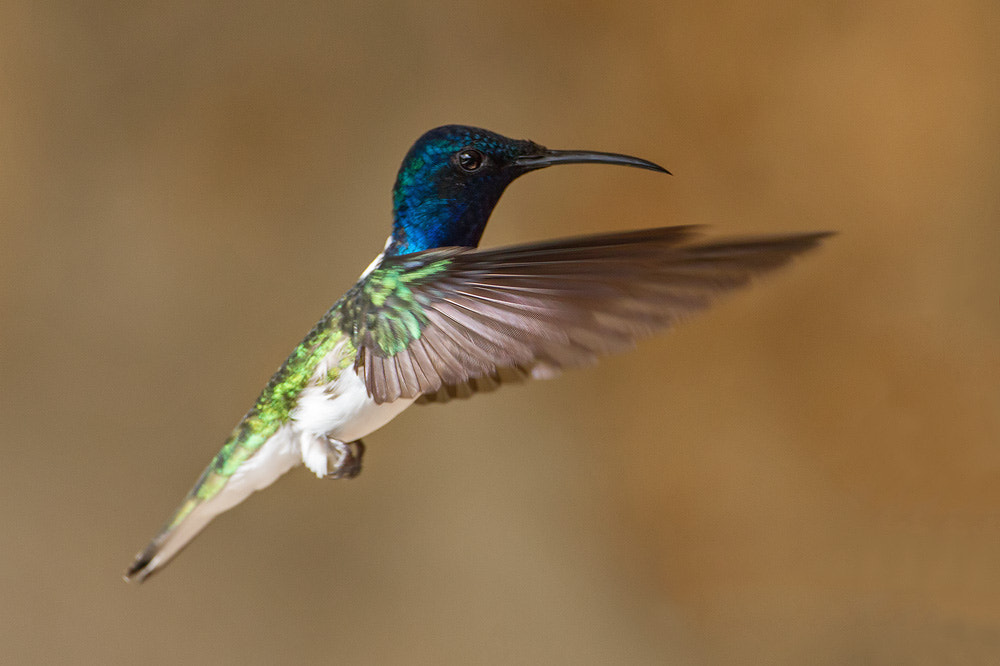 Canon EOS 7D + Canon EF 500mm F4L IS USM sample photo. White-necked jacobin photography