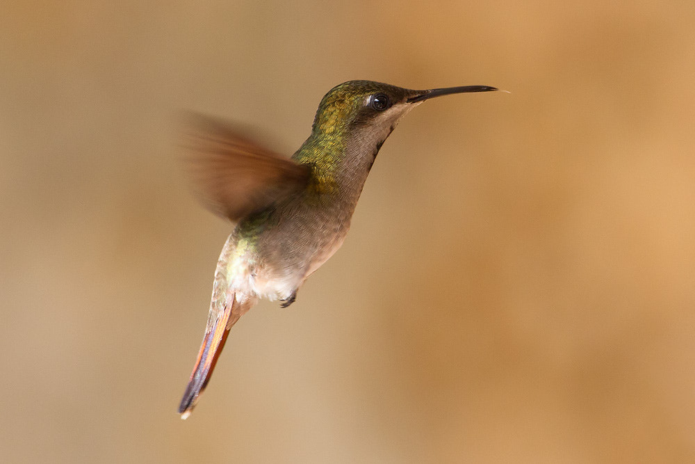 Canon EF 500mm F4L IS USM sample photo. Black-throated mango photography