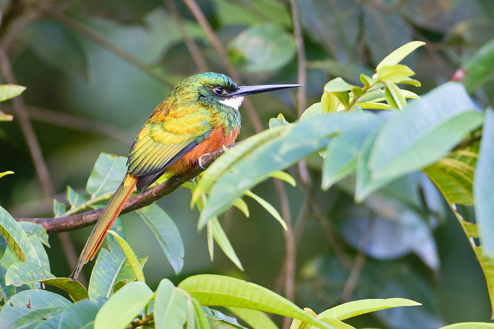 Canon EF 500mm F4L IS USM sample photo. Rufous-tailed jacamar photography