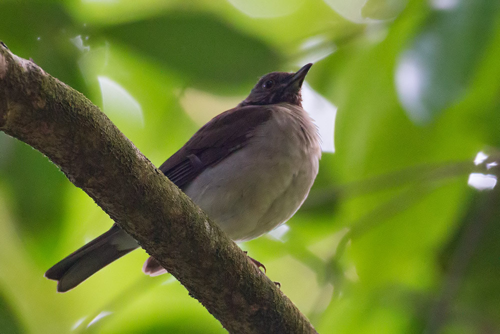 Canon EOS 7D + Canon EF 500mm F4L IS USM sample photo. White-necked thrush photography