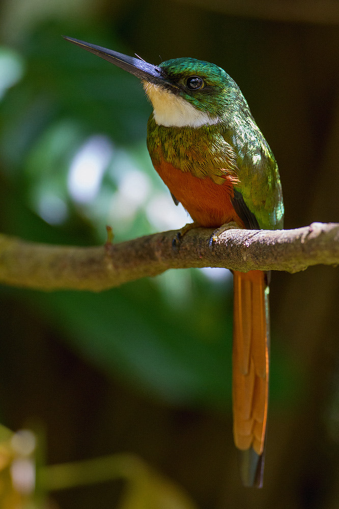 Canon EOS 7D + Canon EF 500mm F4L IS USM sample photo. Rufous-tailed jacamar photography