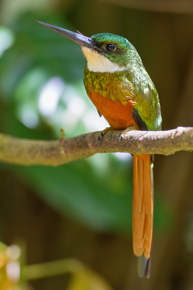 Canon EOS 7D sample photo. Rufous-tailed jacamar photography