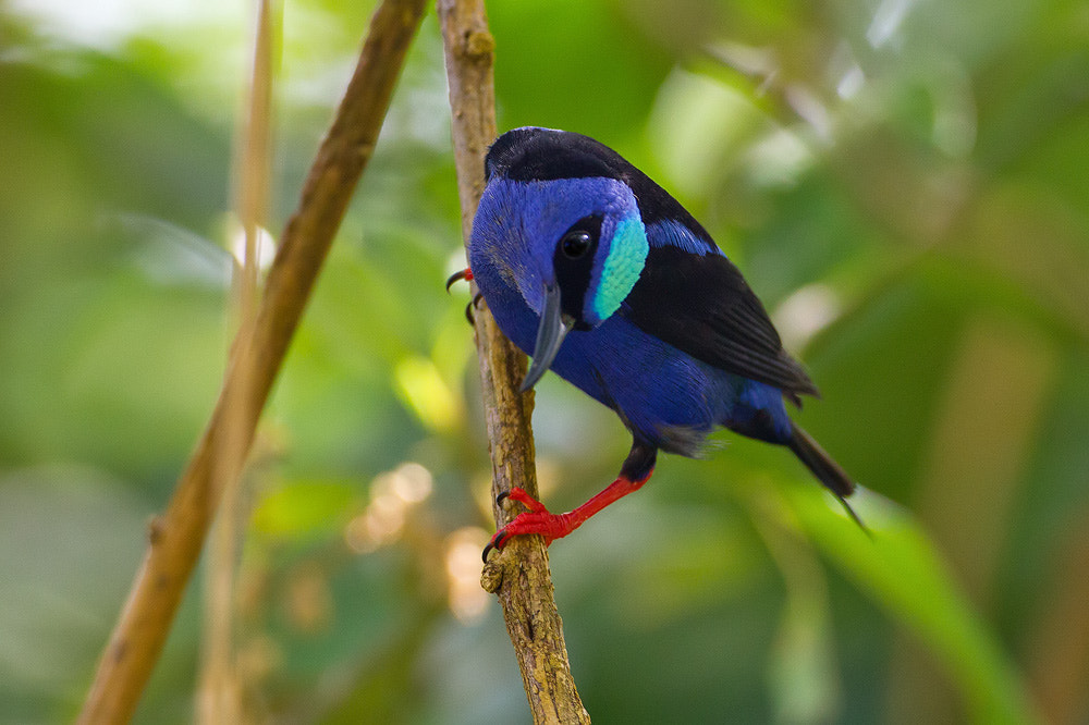 Canon EOS 7D + Canon EF 500mm F4L IS USM sample photo. Red-legged honeycreeper photography
